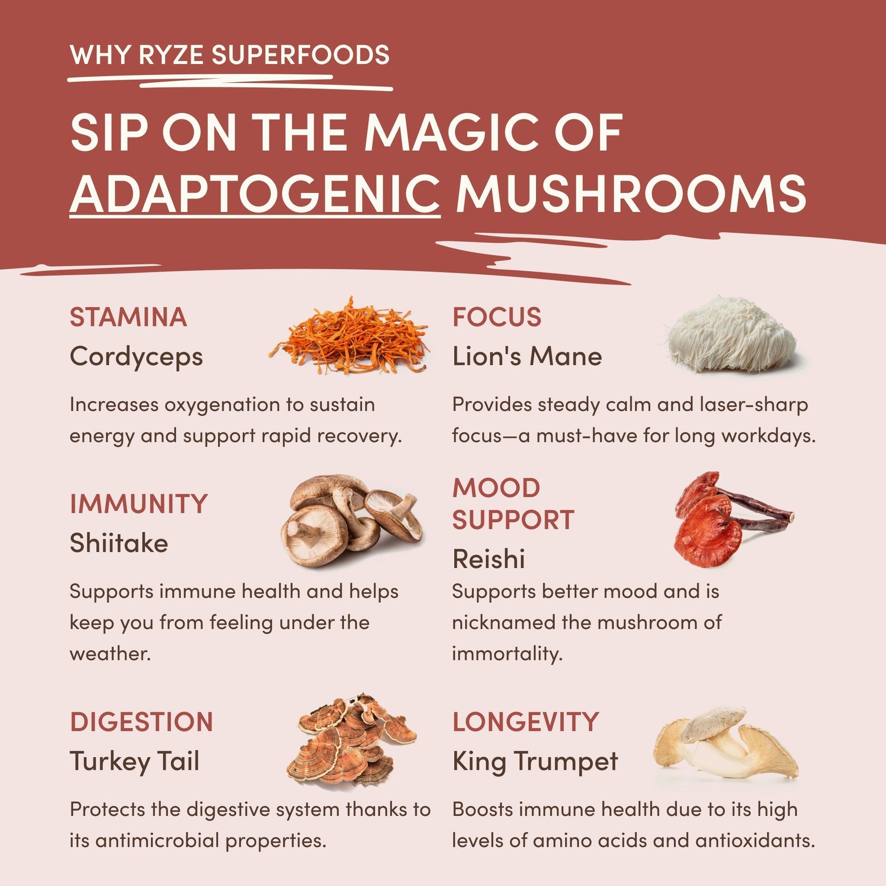 Mushroom Chicory (30 Servings) V2