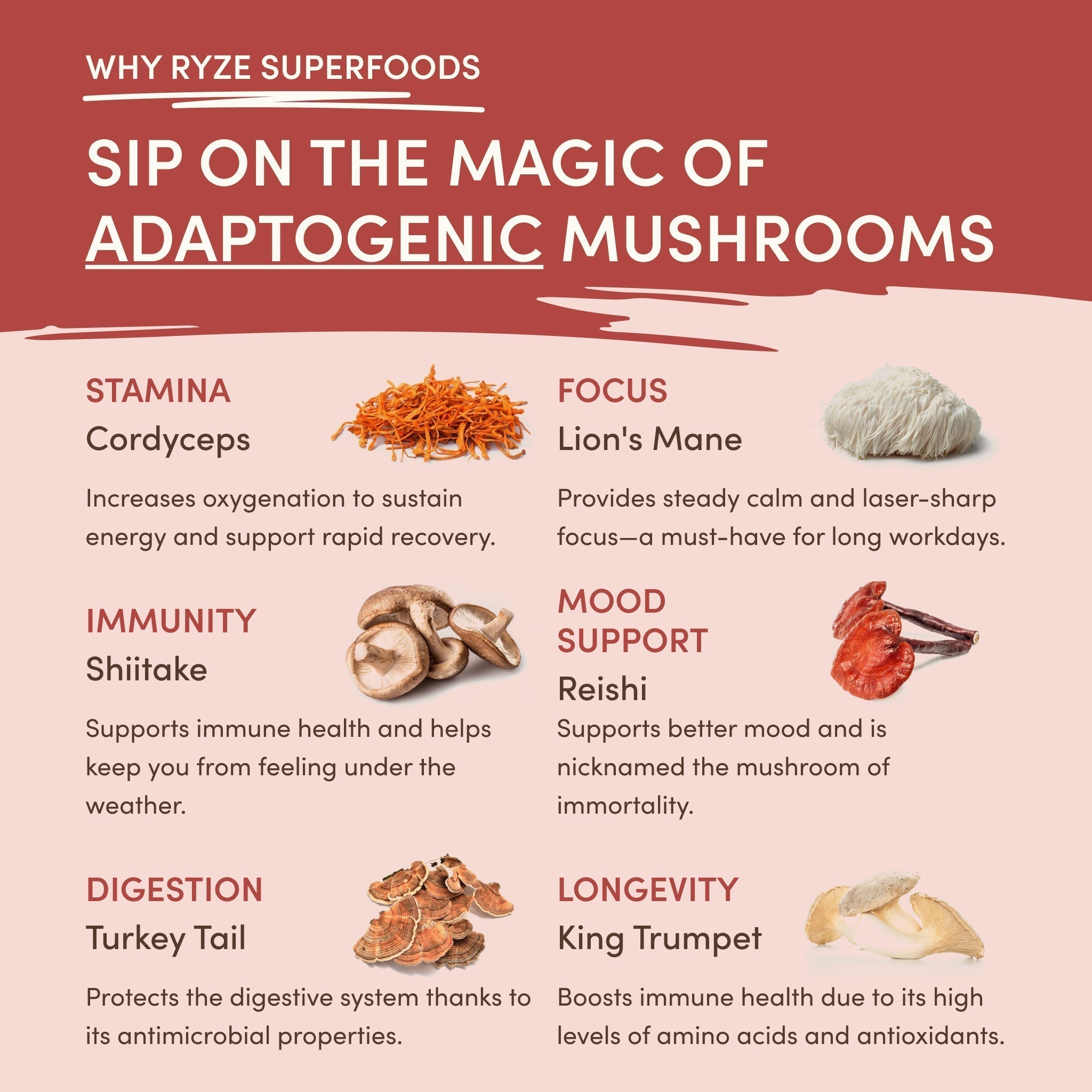 Mushroom Chai (20 Servings) P1